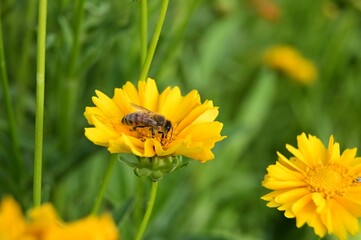 Honey bee rests on a bright yellow wildflower, collecting pollen for its hive
