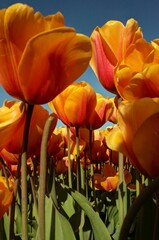 Obraz premium Vertical closeup shot of blooming beautiful bright orange tulips on a field
