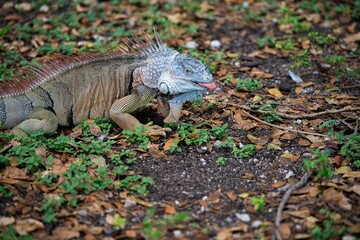 Selective focus of a green iguana on the ground in autumn