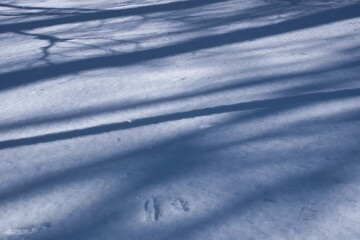 Fototapeta na wymiar Blue shadows of trees on the snow surface