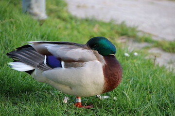 Obraz premium duck in the park