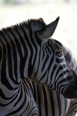 Fototapeta na wymiar Zebra standing in a grassy field with its head bowed down looking forward