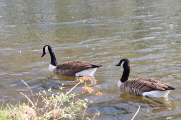 country goose branta canadensis