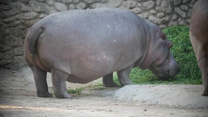 Closeup of a majestic hippo  standing in a lush green on a sunny day