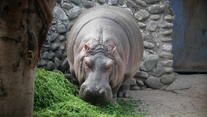 Closeup of a majestic hippo  standing in a lush green on a sunny day