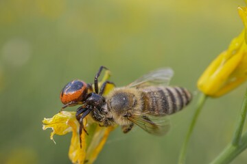 Close-up of a honeybee and a spider perched atop a bright yellow flower