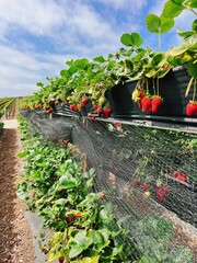 Ripe strawberries growing in soil in a garden in the sunlight