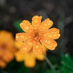 Vibrant close-up of yellow flowers with rain droplets with blurred background
