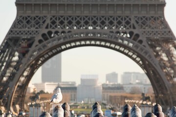 White bird perched in front of the iconic Eiffel Tower in Paris, France