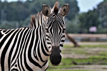 Fototapeta na wymiar Zebra in its natural habitat