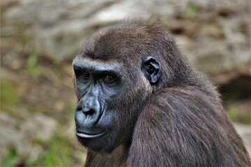 Closeup of a gorilla at the zoo