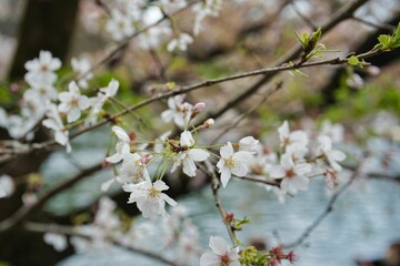 Closeup of tree branch with blooming flowers