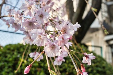 Closeup of tree branch with blooming flowers