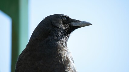 Closeup of a raven outdoors under the sunlight with a blurry background