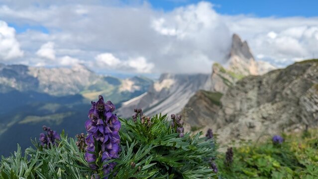 Closeup of a bush of purple wolfsbane flowers in Dolomites mountains, Italy.