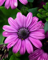 Fototapeta premium Vibrant and colorful display of Cape marguerite flowers blooming in the sunshine outside
