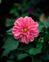 Single Dahlia pinnata flower, with its creamy petals still tightly wrapped around the center