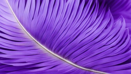 purple feathers background