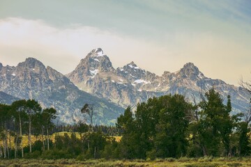 Obraz premium horses graze in a grassy area next to a mountain range