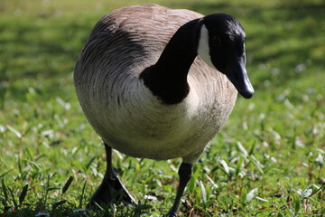 country goose standing on a grass