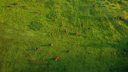 Aerial view of a herd of cows grazing in a lush green field.