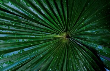 Close-up of a green palm leaf covered with waterdrops after raining.