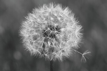 Grayscale of a beautiful  dandelion with a blurry background