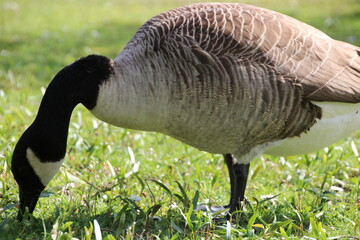 country goose branta canadensis