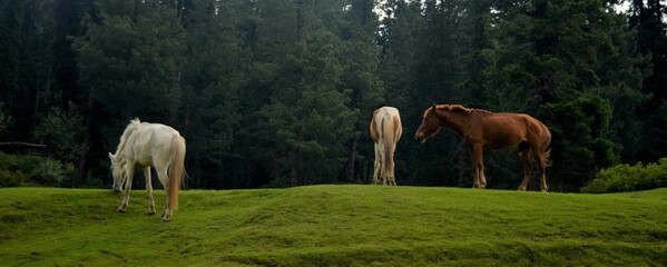 Panoramic view of the horses grazing in a lush green field in a wooded area