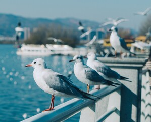 Obraz premium Closeup of seagulls perched on a railing above the sea on a sunny day