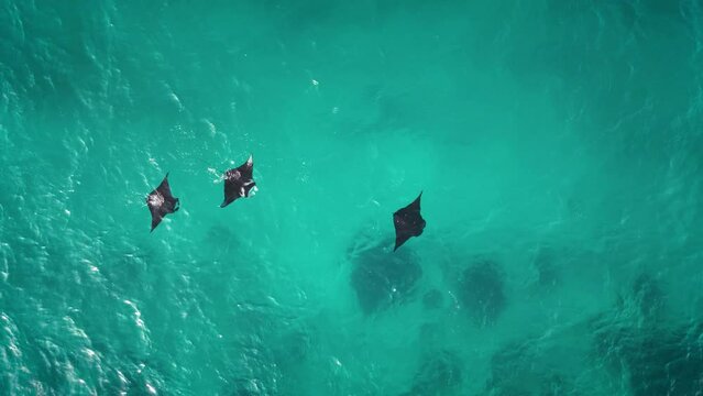Arial footage of mantas swimming in the ocean