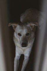 Obraz premium Friendly White Shepherd lying on the ground, looking into the camera