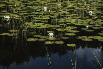 Scenic view of water lilies in a pond in Norway