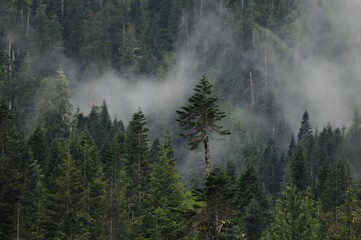 Tranquil landscape featuring a cluster of trees surrounded by fog