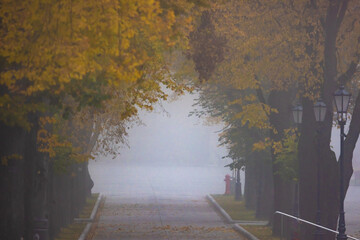 Deptak Krynicki w porannych mgłach jesienią. Widok na drzewa.