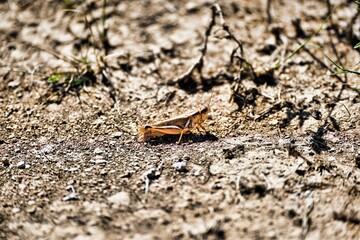 a leaf that is laying on the ground in the dirt