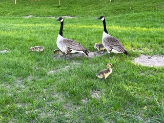 country goose and goslings on the grass