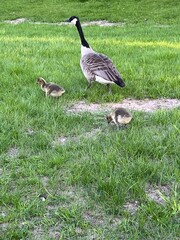 country goose and goslings on the grass