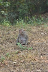 there is a small monkey sitting on the ground eating something
