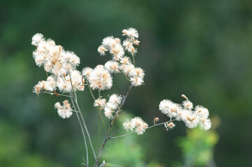 Wild flowers in semi desertic environment, Calden forest, La Pampa Argentina