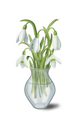 Bouquet of snowdrops in a vase. Hand drawn color illustration isolated on transparent background for your design.