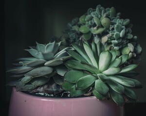 Closeup of a potted green succulent plant