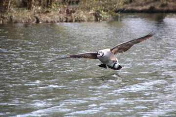 seagull in flight