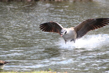 seagull in flight