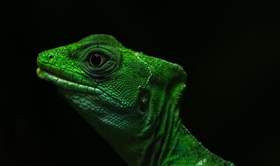 Fototapeta premium Iguana perched upon a tree branch in the dark of night, intently surveying its surroundings