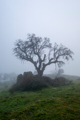 A old oak tree growing wild in the bush between granite stones on a foggy day. Mountains of Extremadura. A true landscape