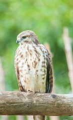 an eagle perched on top of a tree branch next to the forest