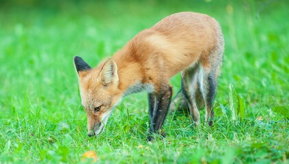 Closeup of a red fox in a lush green on a sunny day