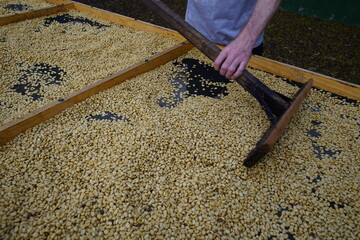 Arabica coffee spread out to dry on a coffee plantation in Costa Rica. Drying takes two to three...