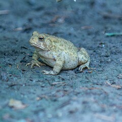 Obraz premium Closeup of a Wyoming toad perched on a rocky surface with a blurry background